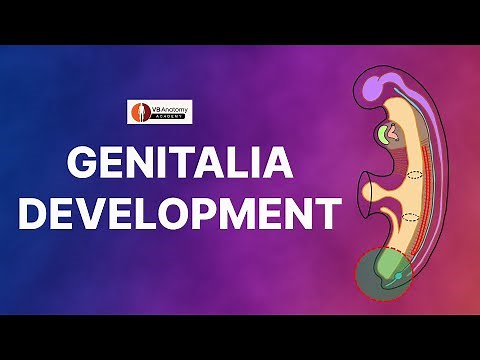 Development of Male and female external genitalia: Embryology