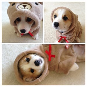 Corgi Wearing a Cute Bear Costume