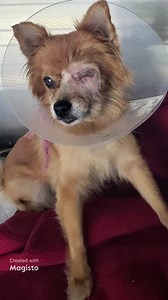 Happy update, Mika was adopted 8/29/24😊 Update, Mika is being fostered through the shelter 8/15/24. Mika is now available for adoption or rescue 💗 Little Pomeranian came in with chip info. Getting clarification on retention date. In any case, can a rescue contact the shelter now about her. Her painful eye has been removed but diagnosed with mammary carcinoma as well. Gentle girl, hard to see with the cone on but there are glimpses of her tail wagging. Listed "HIGH RISK ". A1880431 Mika Comment