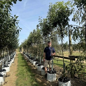 Conference Pear (Pyrus communis Conference) - Barcham Trees