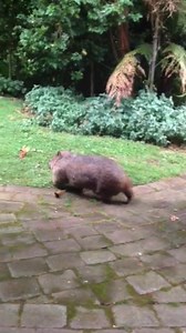 2.1K views · 60 reactions | Furlicity was worried. Could her pouch hold not just baby Paddy Paws, but a the deliveries from Santa, too? | Jackie French | Facebook