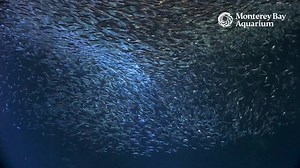 32K views · 1.3K reactions | Shimmering and glistening on the Open Sea Cam | Monterey Bay Aquarium | Facebook