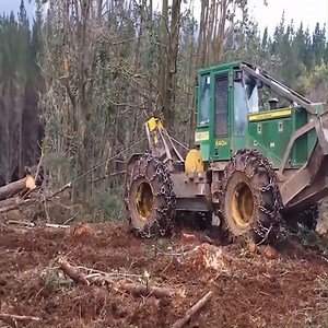 133K views · 221 reactions | Most Dangerous Biggest Tree Removing Process | Survival skills | Facebook