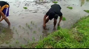 Rice Farming in Philippines | Vhanz Farming-Ph