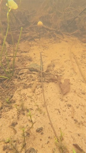 1.4M views · 5K reactions | The spinner rig and rig foam | The Last Carp Cast | Facebook