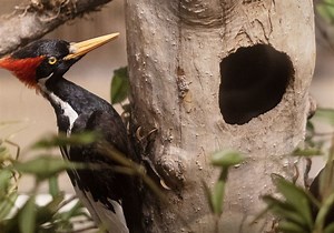 Getting an ivory-billed woodpecker photo is hard. It's caused extinction confusion for the past century.