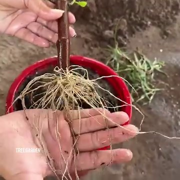14K views · 195 reactions | How To Propagate jackfruit From Cutting Faster With Potatoes | Tree Garden | Facebook