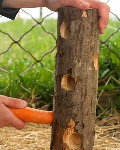 3.5M views · 4.9K reactions | Fun Farm Gadgets For Animals | Girly Panda | Facebook