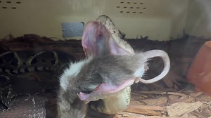 26K views · 301 reactions | Feeding one of our Jararacussu ( Bothrops jararacussu) at KRZ. | Kentucky Reptile Zoo | Facebook