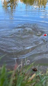 41K views · 954 reactions | Therapy session: 1 rod, 1 float, 0 problems | The Amateur Fishing | Facebook