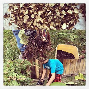 Fresh Elecampane Tincture - Etsy