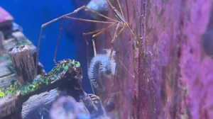 149K views · 2.4K reactions | The ultimate predator for hunting those horrible bristle worms. | Exotic Aquatics Belfast | Facebook