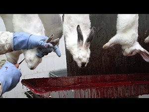 I Was Stunned To See This Method Of Rabbit Meat Processing-Modern Rabbit Farming Technology