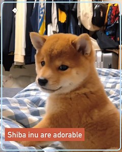 10K views · 615 reactions | Shiba inu are a dramatic bunch. | 9GAG Aww | Facebook