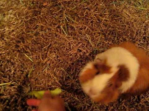 How To Teach Your Guinea Pig Tricks