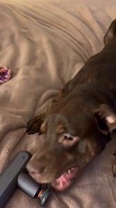 10K views · 192 reactions | Find yourself something that brings you as much joy and excitement as this dog with a massager!  #Animals #Dogs | Animalistic | Facebook