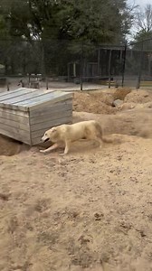 Zoom Zoom Zoom | Emerald Coast Zoo