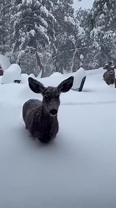 So Sweet ❤️❤️ #animal #cute | Gen z. | Facebook