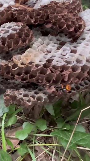 Blowing smoke into a giant hornet's nest to expel the hornet