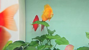 3.8K views · 28 reactions | Rossa Merah male & female approach each other this morning!! | Aquatico Aquarium | Facebook