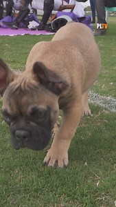 🐶 #dogtime in #dubai🇦🇪 Can you guess who Loco, the ⭐️ of Abu Dhabi this season, belongs to? 👉 Leave your answer in out stories! • • #polo #sportmotivation #sport #dog #doglover #dubai | PoloLine