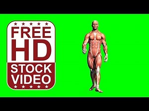 Free Stock Videos – human body muscular system 3D model walking front view 3D animation