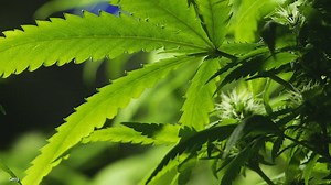 Jeff Sessions is going after legalized marijuana, looking to get rid of a policy that removed federal overesight from states' legalization laws. MORE about the expected announcement: http://bit.ly/2Cr8LLB | FOX23 News
