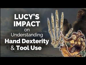 CARTA: Lucy and Evolution of Hand Dexterity and Tool Use