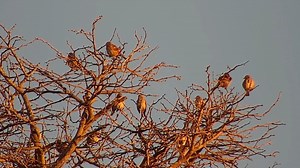 1.8K views · 32 reactions | Birds in top of the tree | WildEarth Cam | Facebook