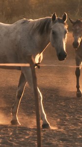 1.2K views · 29 reactions | Gone Country Hats: your go to for a practical hat for the working man. #bluecollar #Cowgirl #Cowboy #gonecountryhats #RanchLife #Westernwear #Rodeostyle #Cowboyfasion #Hatgamestrong #Wildwest #Countrylife #Ranchfashion #Hatlovers #Rodeoready #Cowboyculture #Lifeoutwest #bohowesternstyle #shopsmallbusiness #hatbar #yeehaw #howdy #giddyup #ranchlife #customhat #longlivecowboys | Gone Country | Facebook