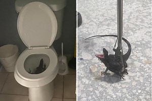 Florida woman surprised by uninvited iguana, in her toilet