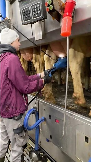 🐄✨ From Udder Wash to Milking – Pretty Girls Uses Milking Machines the Smart Way