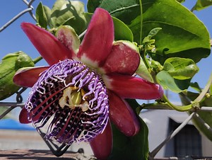 RARE Ruby Glow Passion Fruit Plant,#17, Passiflora Alata Plant - Etsy