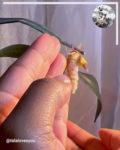 1.8K views · 37 reactions | My Chinese Moon Moth Just Hatched! | Animals Lovers | Facebook