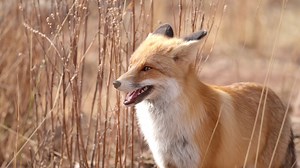 În deșertul Taklamakan din Xinjiang (China) a fost construită o...