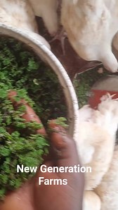 Broiler birds enjoying azolla #agriculture #Newgenerationfarms | New generation Farms