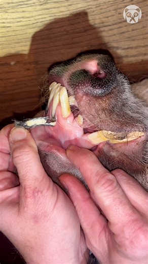 1.2K views | Professional farrier caring for pigs Partner: emilythetrimmer IG: https://www.instagram.com/emily_the_trimmer/ FB: https://www.facebook.com/emilythetrimmer TT: https://www.tiktok.com/@emilythetrimmer | The Awesome Quotes | Facebook