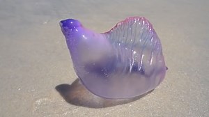 Une étrange créature filmée sur une plage du Brésil