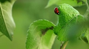 Marienkäfer und Blattlaus auf dem Blatt.: Stockvideos & Filmmaterial (100 % lizenzfrei) 3981252383 | Shutterstock