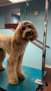 #SundaySpotlight: Meet Maizy, the cutest doodle with a bow to match, groomed to perfection by Nikki her #ANDISGROOMING tools. 🎀 #ANDISGROOMNATION #DogGrooming #PoodleGrooming #GroomingInspo #CleanGrooming #FreshGrooming #ANDISGROOMINGUK | Andis Grooming UK