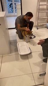 Auscultation cardiaque papouilles 💕 C'est le 3ème Shiba à la clinique aujourd'hui ! Prenez rendez-vous sur : 👉 www.familyvets.fr 👉 01.70.08.64.00 | Sevetys