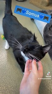 34 reactions | Samus is still waiting for her forever home!! Don't forget that all adult cats and kittens are only $50 to adopt!!! Come in this weekend from 1-5pm and bring someone home!! | WAGS ~ Westminster Adoption Group and Services | Facebook