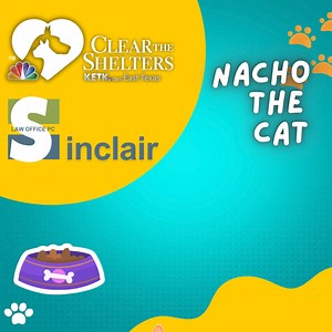 4.1K views | Meet Nacho the Cat, One of the winners of KETK’s Cutest...