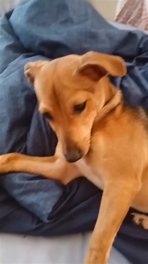 25 reactions · 13 comments | A wet nose, a wagging tail, unwavering loyalty – these are the hallmarks of man's best friend, a canine companion whose love knows no bounds, offering unconditional affection and unfailing support through thick and thin. | Mervin Dacillo | Facebook