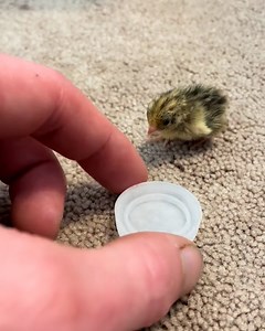 They always want to snuggle instead! 🐣🥹 | Furry Tails