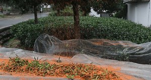 Récolter osmanthus fragrans fleurs en automne : vidéo de stock (100 % libre de droit) 3896294239 | Shutterstock