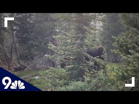 RAW: Moose charges at a person in Clear Creek County