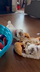 17 reactions | CYK Pet of the week, Citra and Lacey. Deaf and vision impaired 14 week old Cavapoos. Both girls. Outgoing and playful, Green Dogs Unleashed , they are super cute, watch them on video below! | 99.7 CYK | Facebook