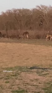 Big Bucks fighting #fighting #deer #bigbucks #bucks #whitetailbuck #deerhunting #countryliving | Tj Black Artist