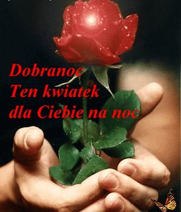 165 reactions · 70 shares | 曆 Dobranoc ten kwiatek dla Ciebie na noc. | Gify Obrazki na Każdą Okazję | Facebook
